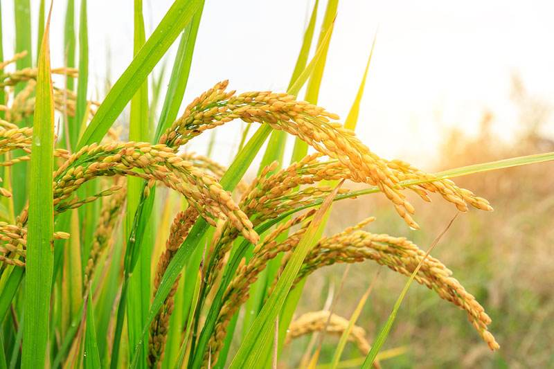 水稻成熟期晚割好还是早割好?有什么注意事项?