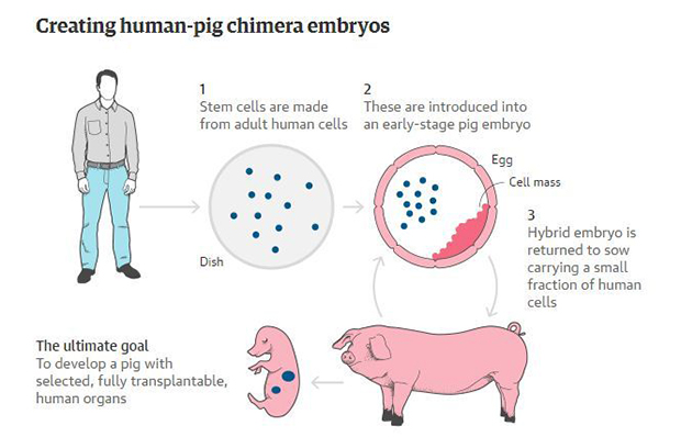 人猪嵌合胚胎的形成,用以"生产"可供人类使用的猪器官,图片来源