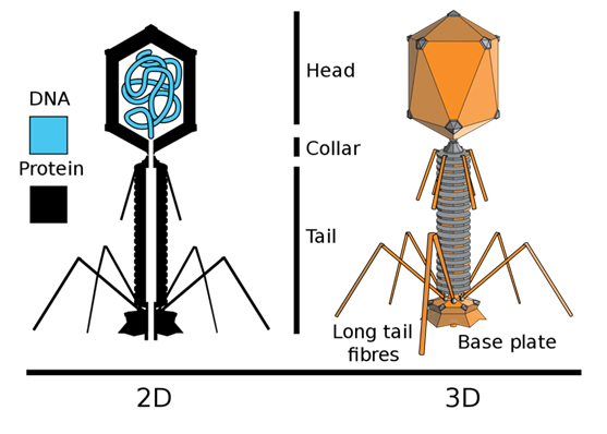 噬菌体结构示意,图片来源:adenosine@维基百科