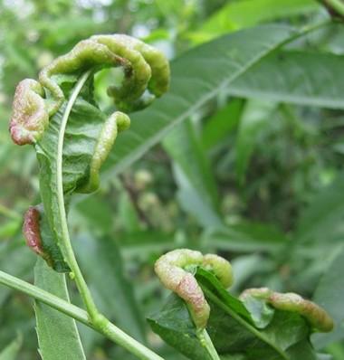 桃树为何会发生“梨小食心虫”危害？生产上该如何防治？