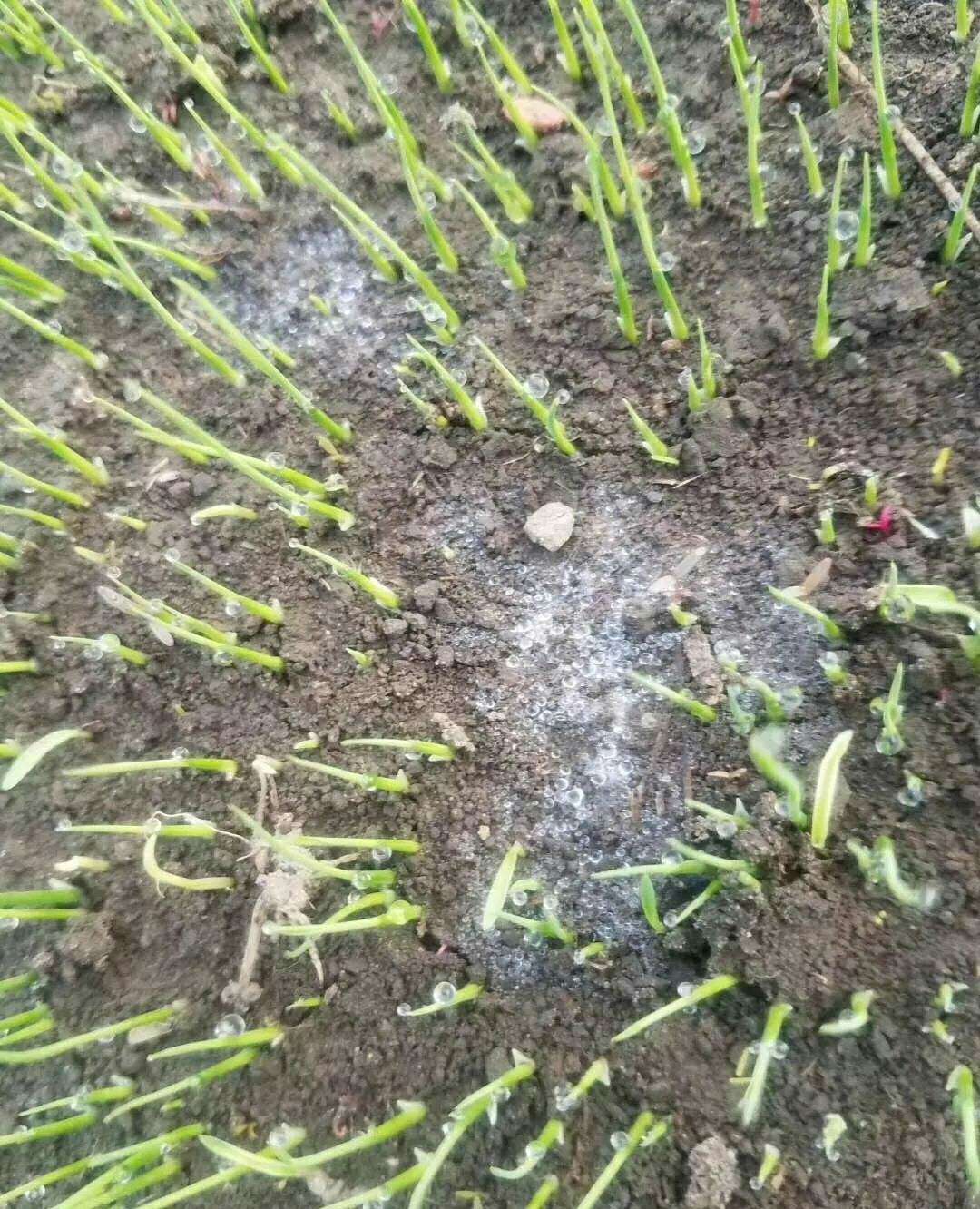 总之,水稻绵腐病是育秧时气温过低和病菌相互作用引起的的烂种病,可以