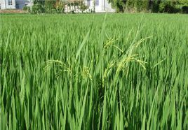 水稻返祖成为杂草稻变成影响水稻高产的杂草综合防治有策略