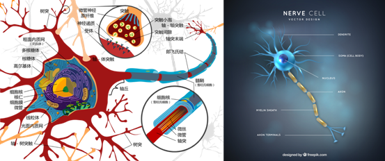 神经元细胞结构图(来源:公有领域&freepik.com)