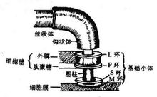 科技资讯 鞭毛一些细菌,如selenomonas ,鞭毛是有组织外胞体.