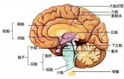 大脑区域示意图(图片来源:百度百科)