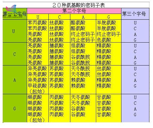 事实上,对应同一种氨基酸的不同密码子(被称为