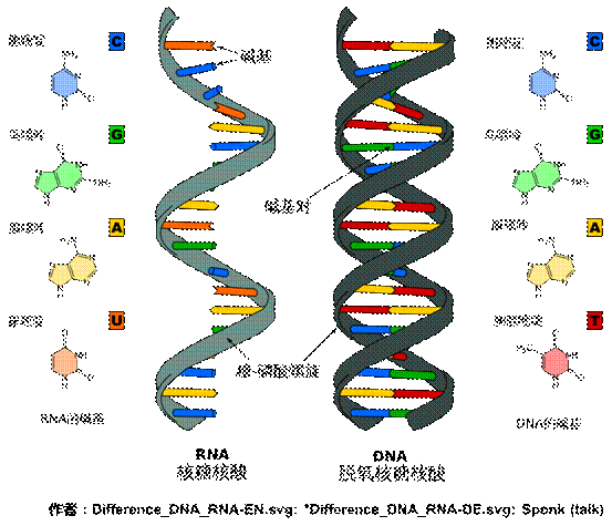 dna和rna的结构对比,作者见图