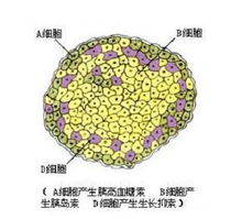 科技资讯 内分泌系统 岛是散在胰腺腺泡之间的细胞团.