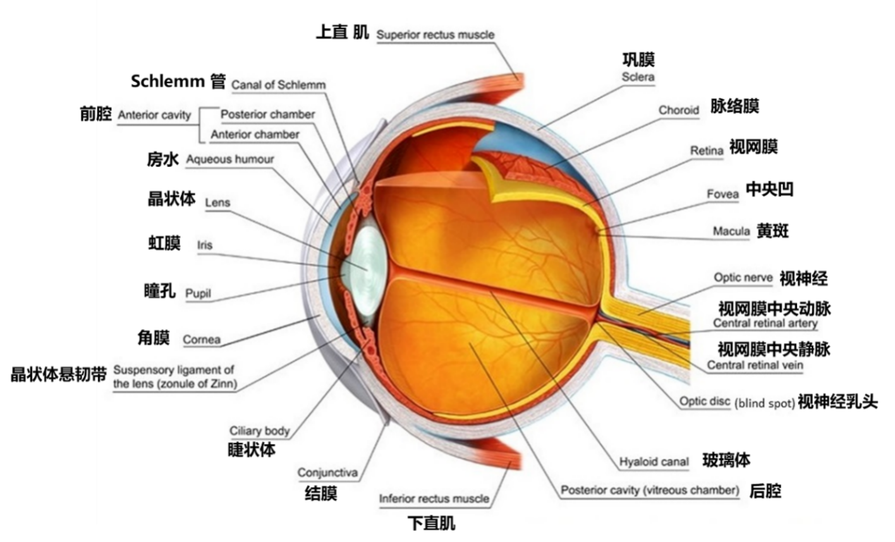 由作者翻译   眼球的结构我们已经知道了,那眼睛是如何带来了视觉 ??