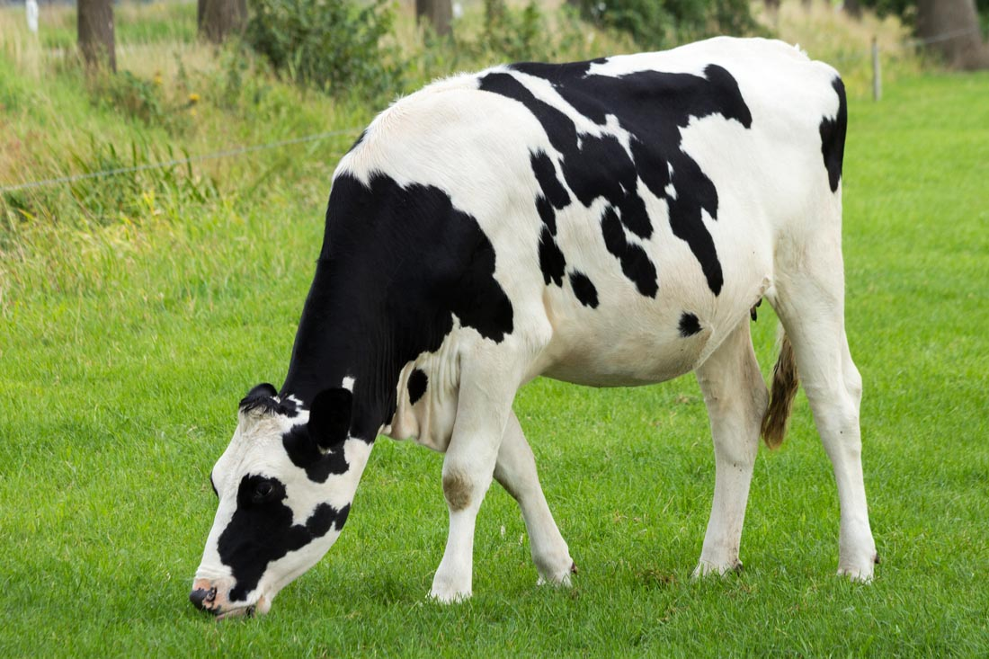 奶牛的拼音图片