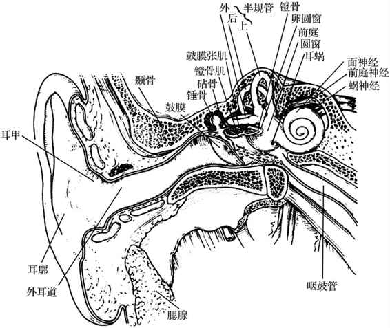 耳后解剖图图片