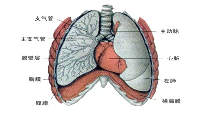 肺和心脏的位置图片
