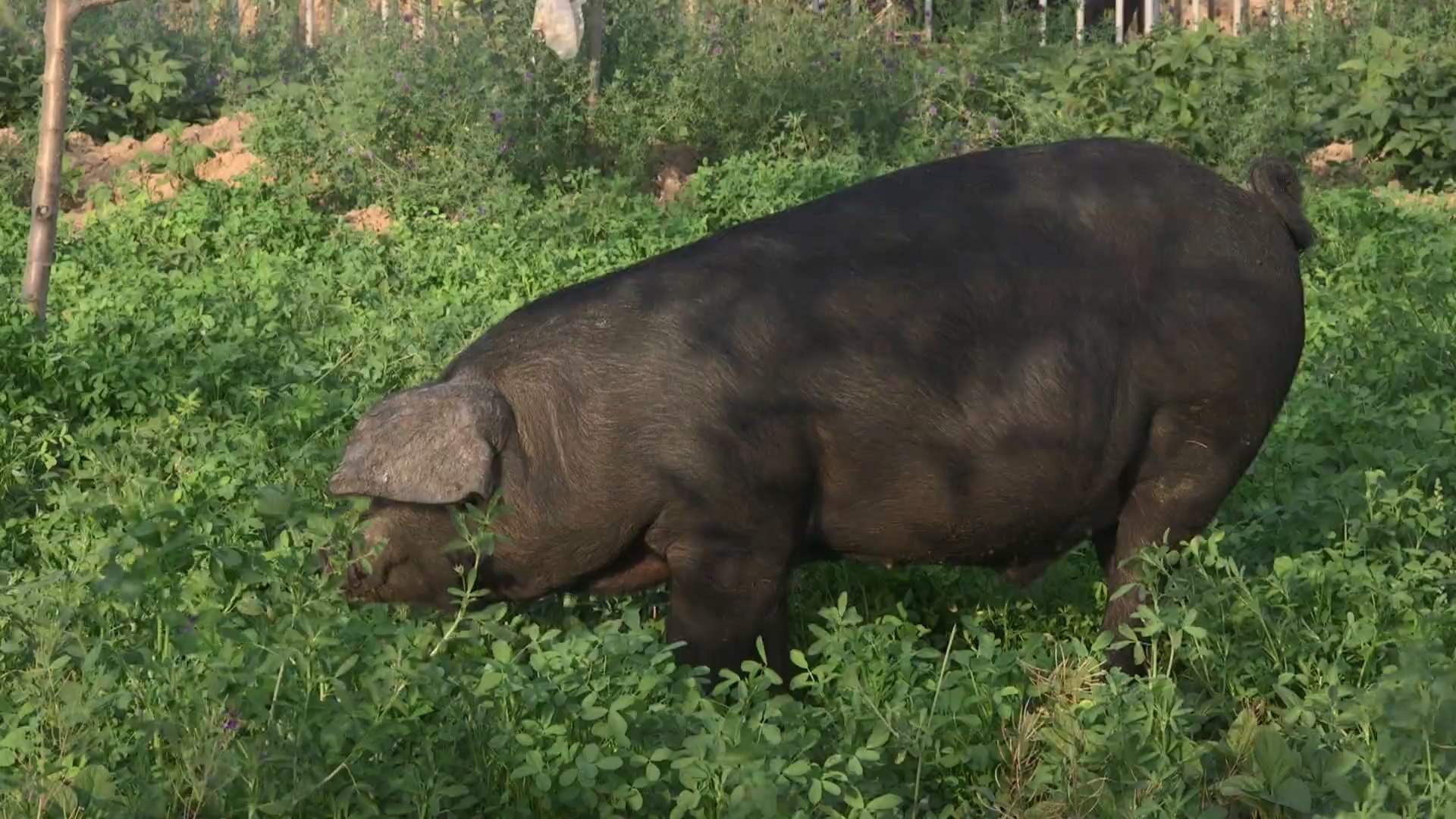 徒河黑猪仁风瓜（2）