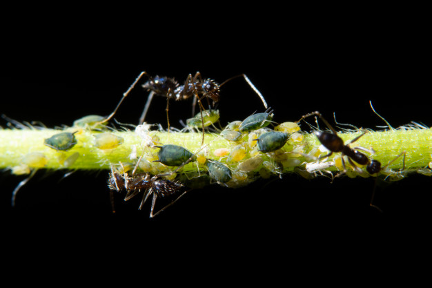黑色蚜虫的图片图片