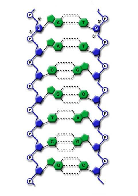 核苷酸长链示意图图片