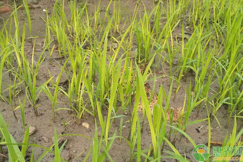 水稻绵腐病是水稻烂秧的原因之一防治的关键是加强育秧管理