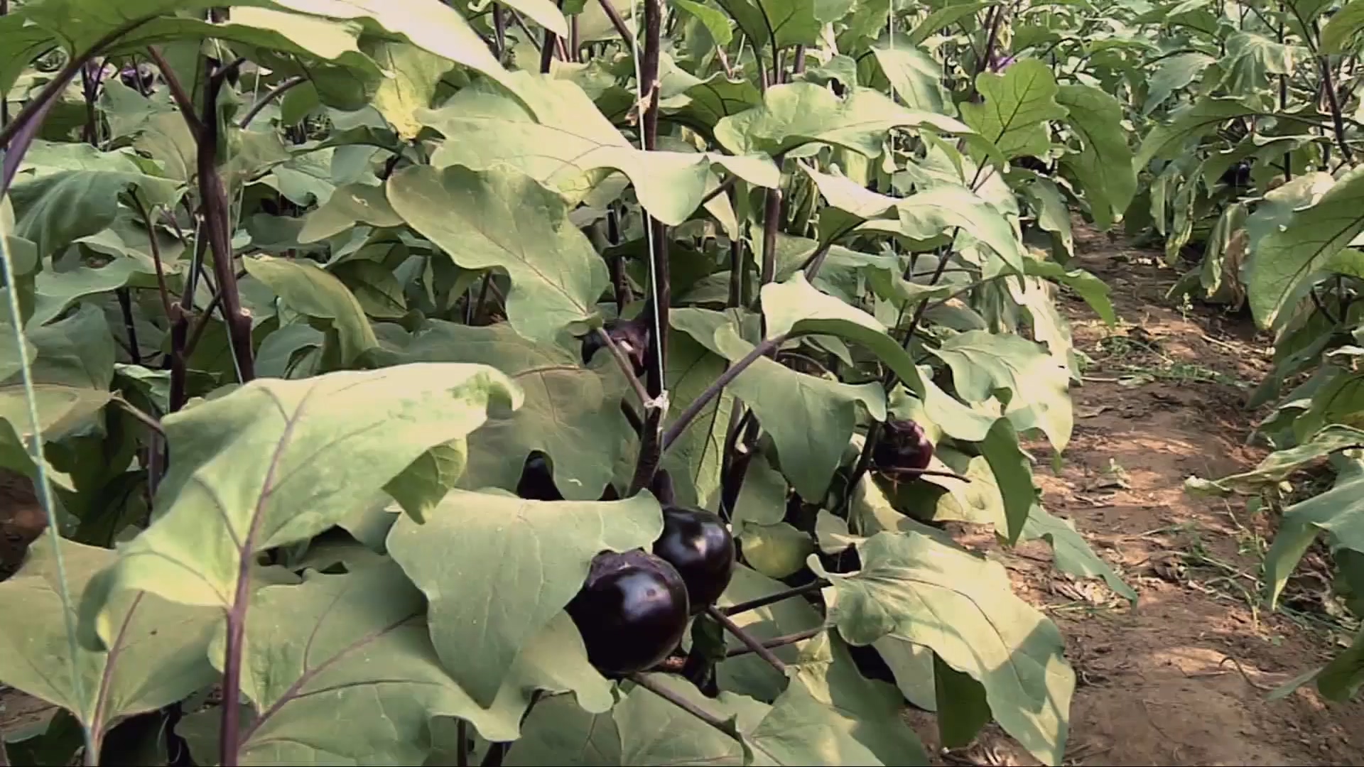 蔬菜菌核病的发生与防治（ 下）