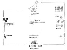 卷棘口吸虫图片