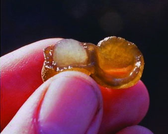 除了人类，还有其他生物影响过全球环境吗