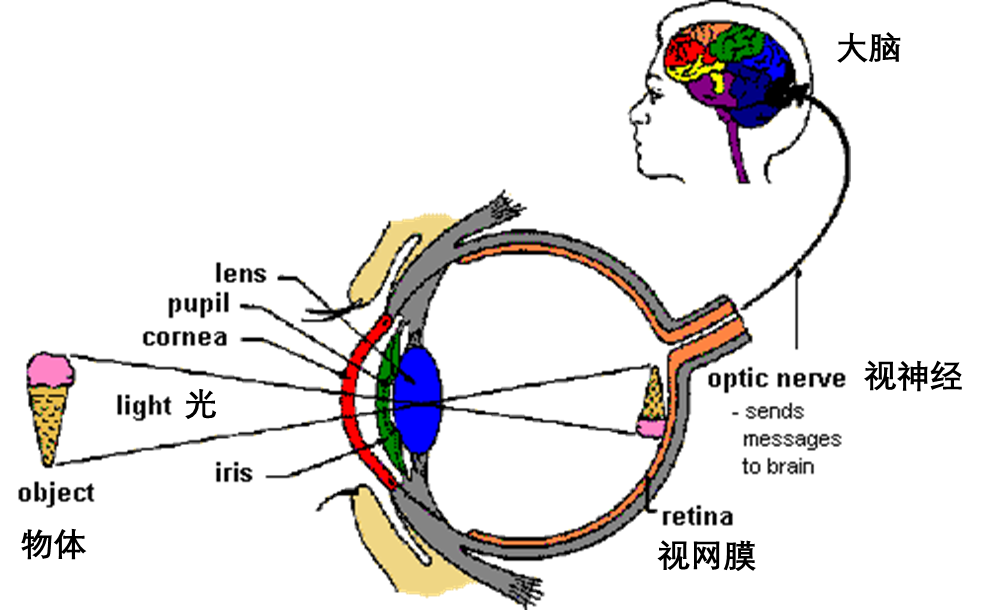 视觉形成示意图图片