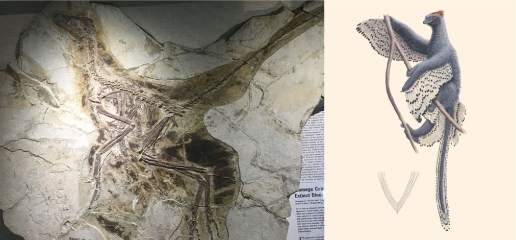 图注:近鸟龙的化石及想象复原图;来源:wikipedia
