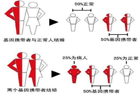 然而同先天的白血病一样,地中海贫血症属于单基因遗传病,所以患者