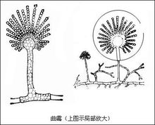 曲霉菌结构图片