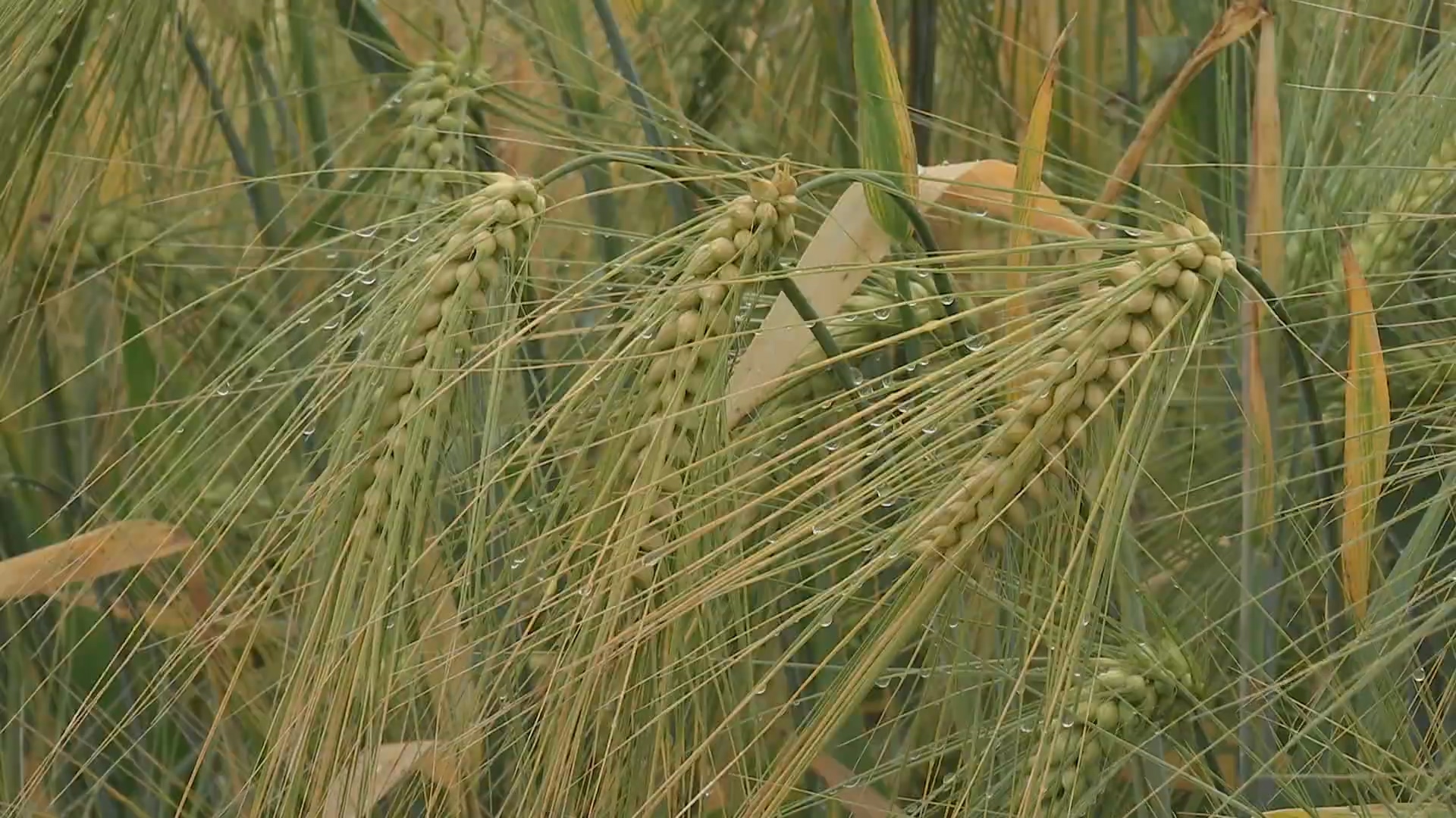 树上桑葚 林下山鸡（1）