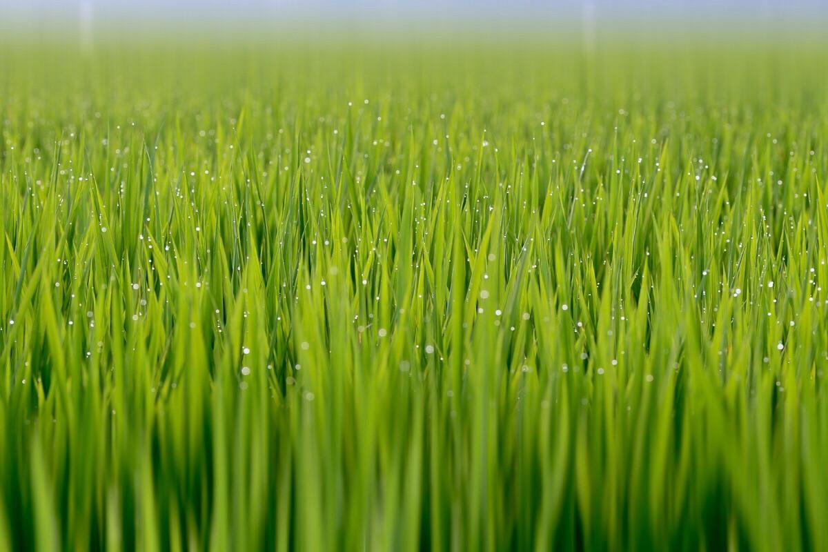 水稻田除草剂对禾苗根系有危害吗会有损伤农户可以科学规避