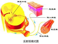 反射弧ppt图片