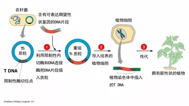 转基因真的不能增产吗?