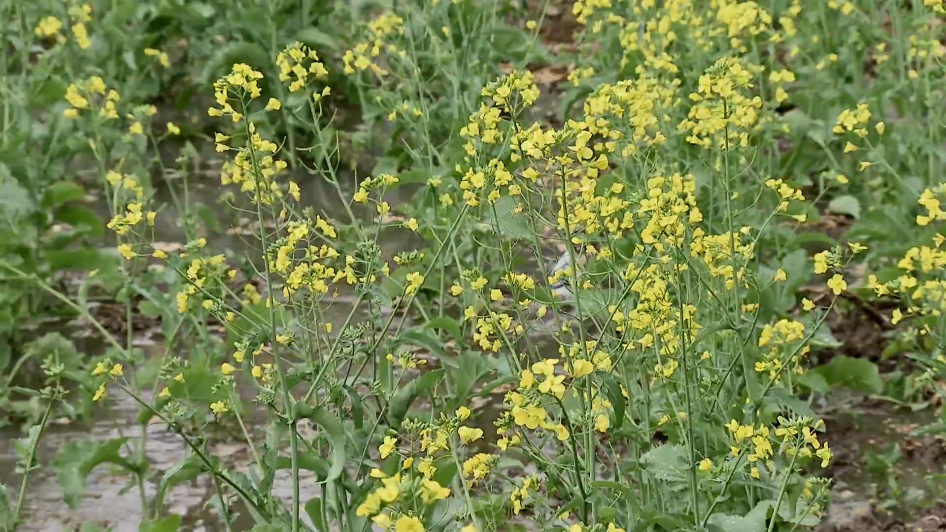 水城羊肉香 玛瑙樱桃树（2）