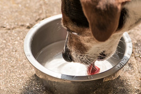都是舔水喝，狗和猫有什么区别？