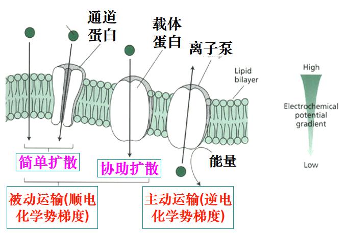 辟谣 有机钾肥的谎言 作物生理需要的是钾离子不是有机钾 科普中国网