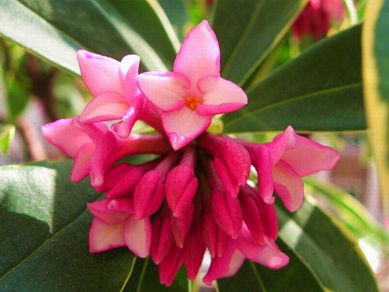 瑞香花