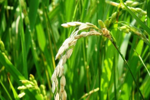 水稻的稻穗小,原因还是比较多的