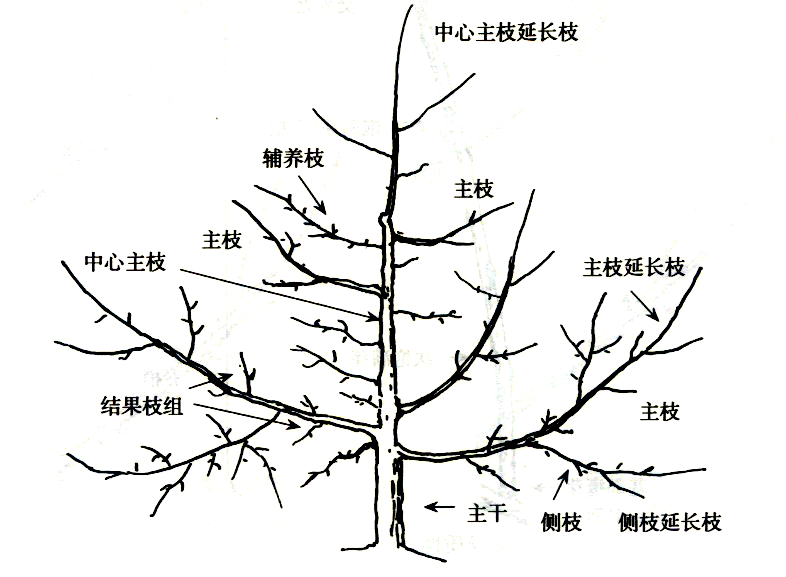苹果树体结构和各部位名称