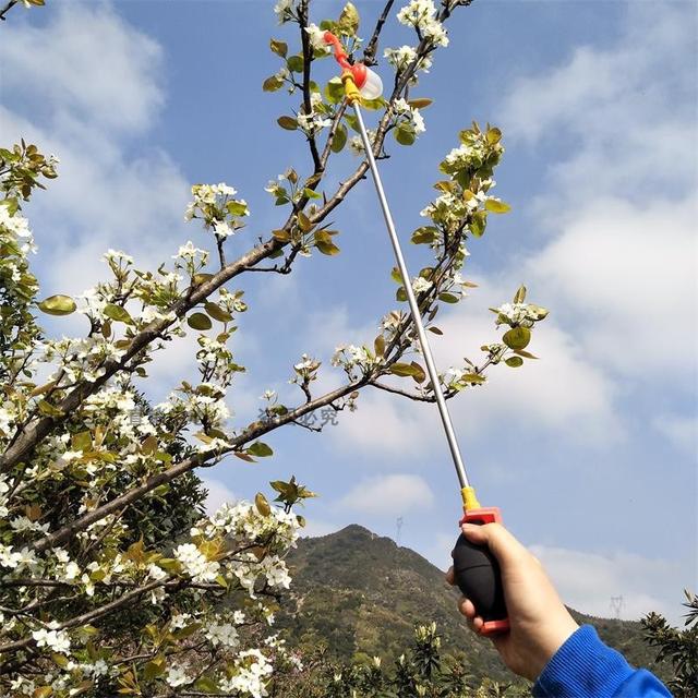 梨树3种授粉方式存在何种差异，果农该如何在“徘徊”中做决策