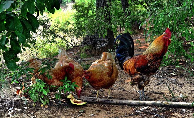 庆大霉素:每只鸡 05万～1万单位,连喂5天;土霉素:按02%～0