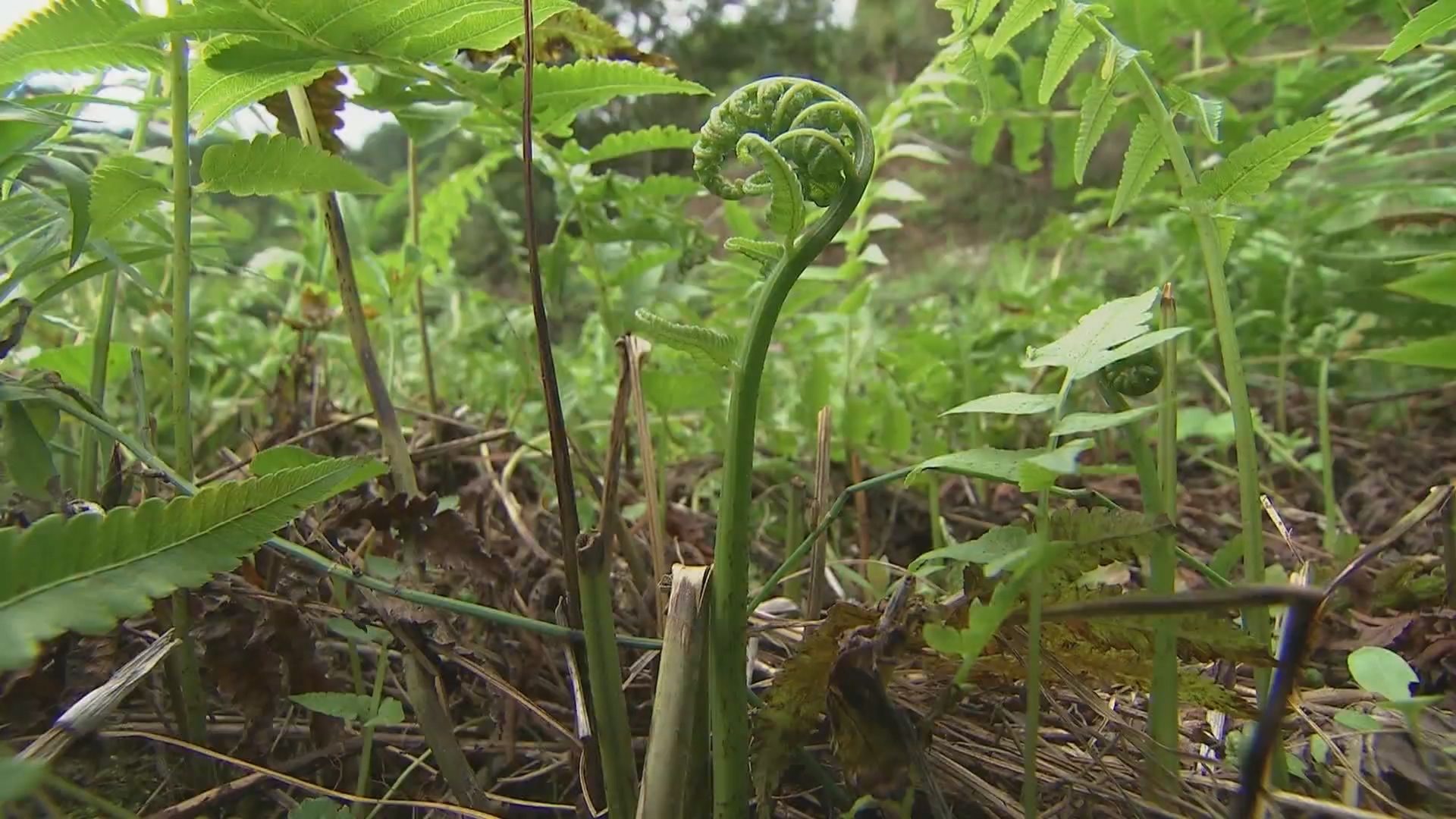 盐碱地上的外来客（1）