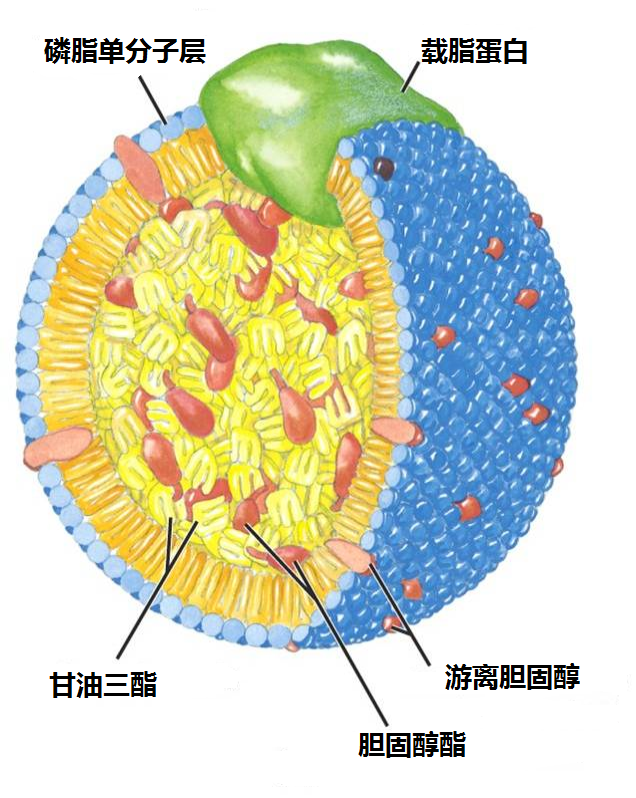 乳糜微粒