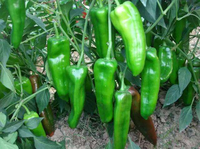 农村种植辣椒的农家肥要如何处理?