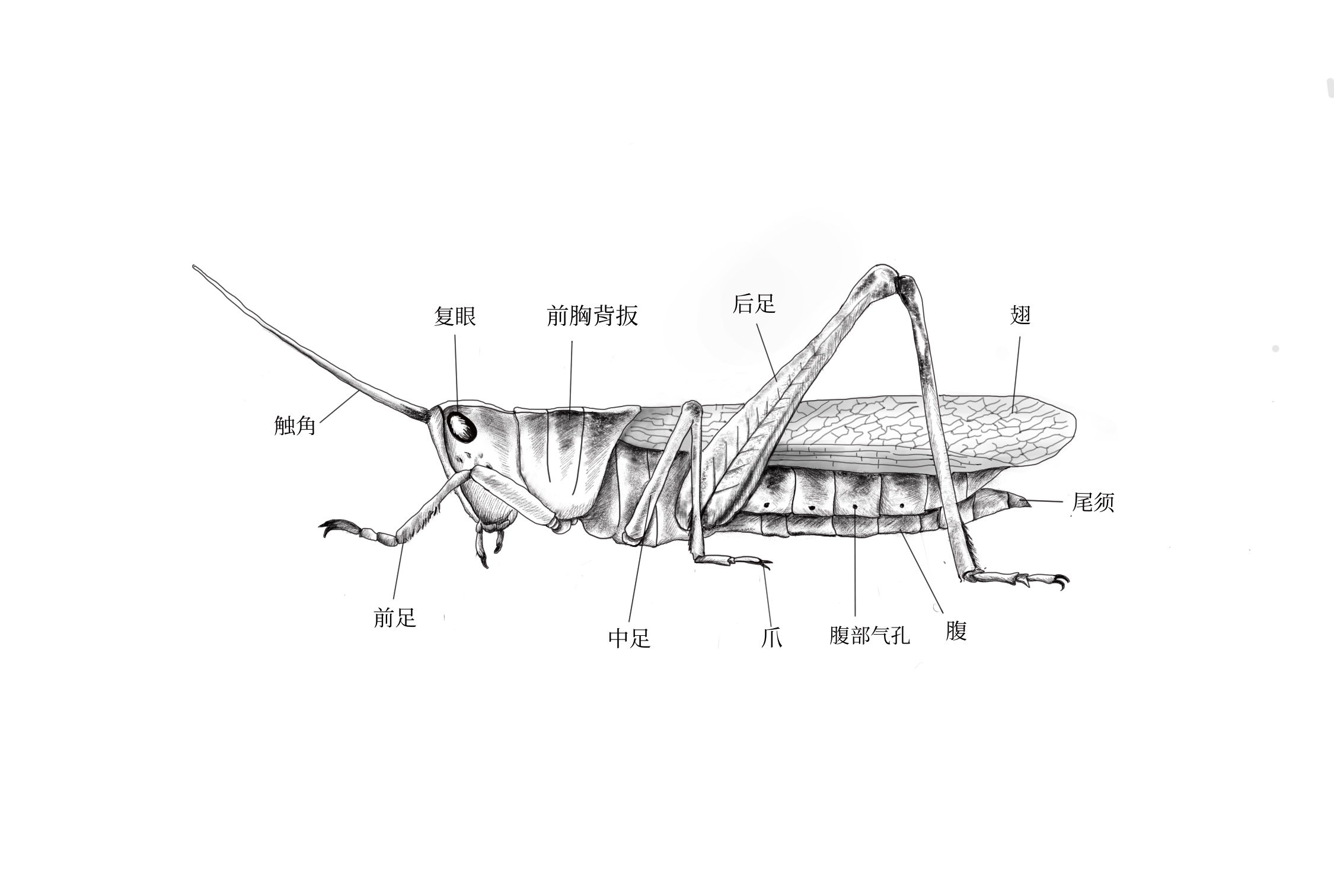 蚂蚱的身体结构示意图图片