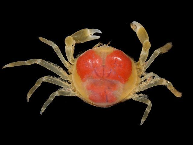 图3.豌豆蟹Pinnotheres pisum，通过透明的外壳可以看见橘红色的生殖腺