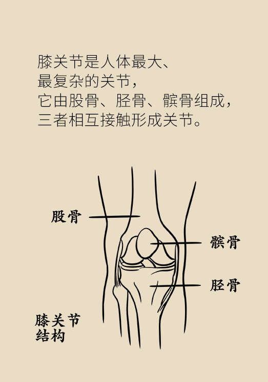 膝盖弯曲结构图图片
