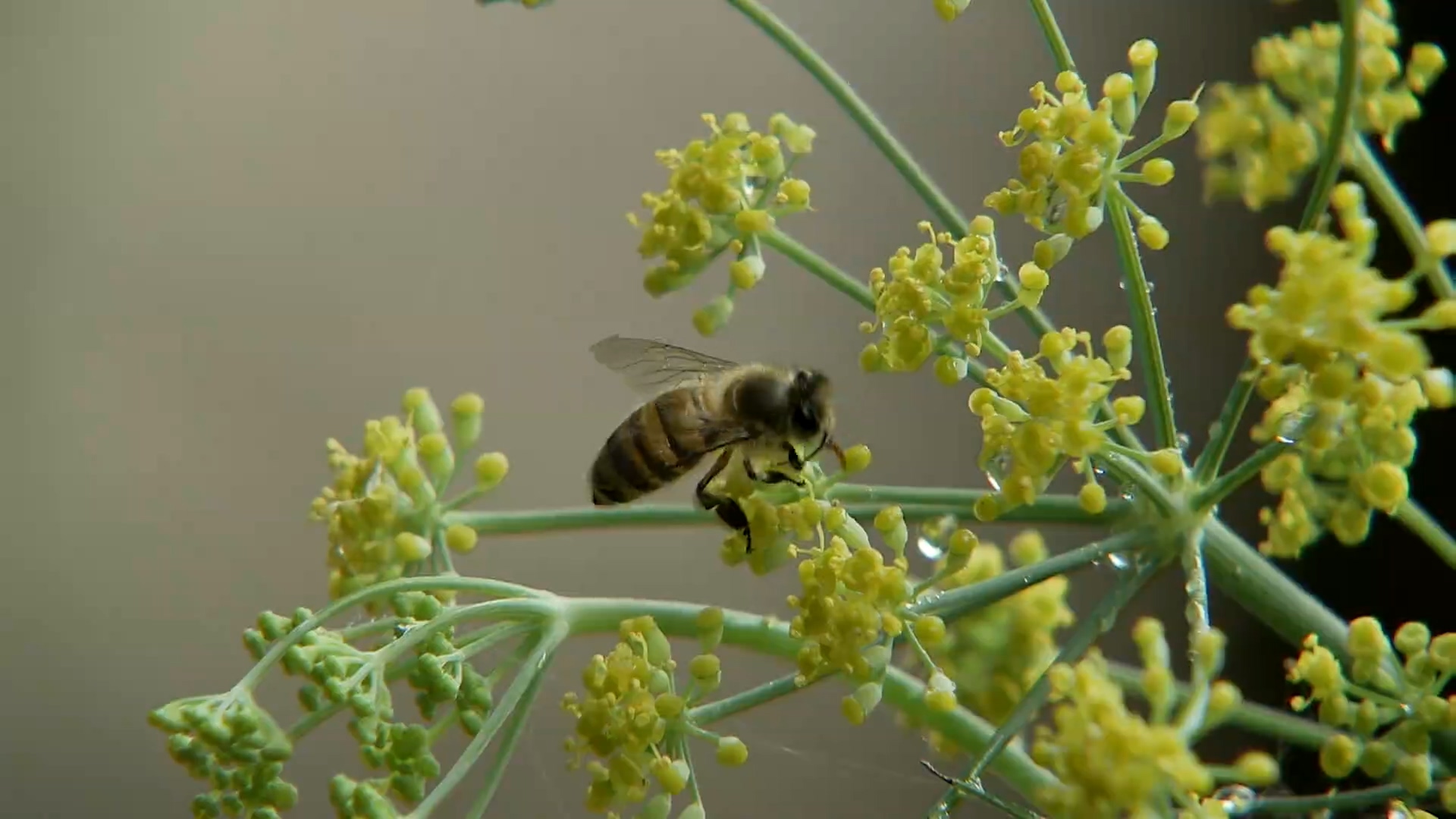 树结红色果 沙养懒惰虫（3）