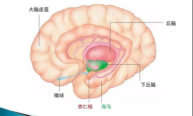 杏仁体位置图片